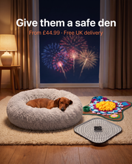 Miniature dachshund asleep in the donut bed on a fireworks night